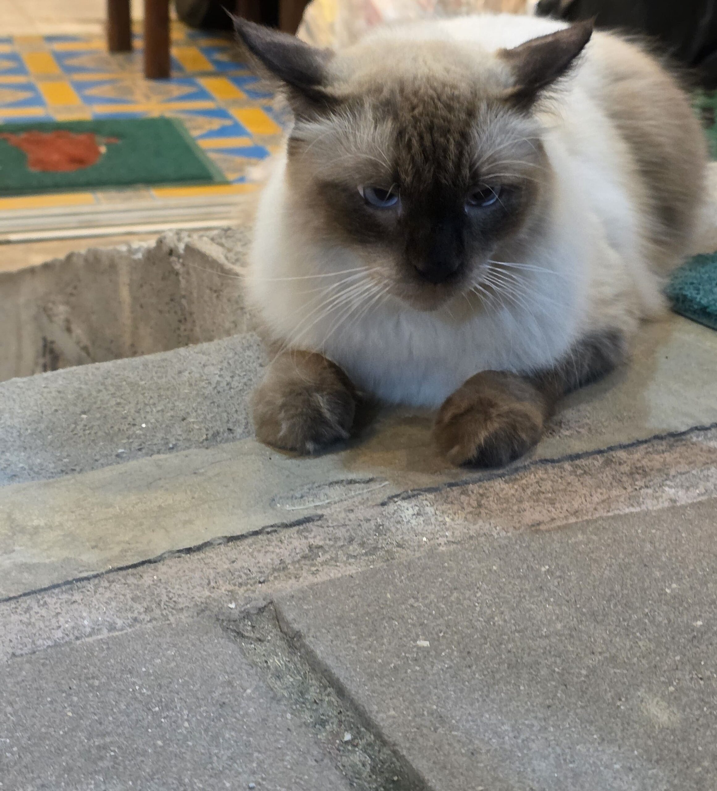 Cat Sitting Marrakech - Garde de chat à domicile