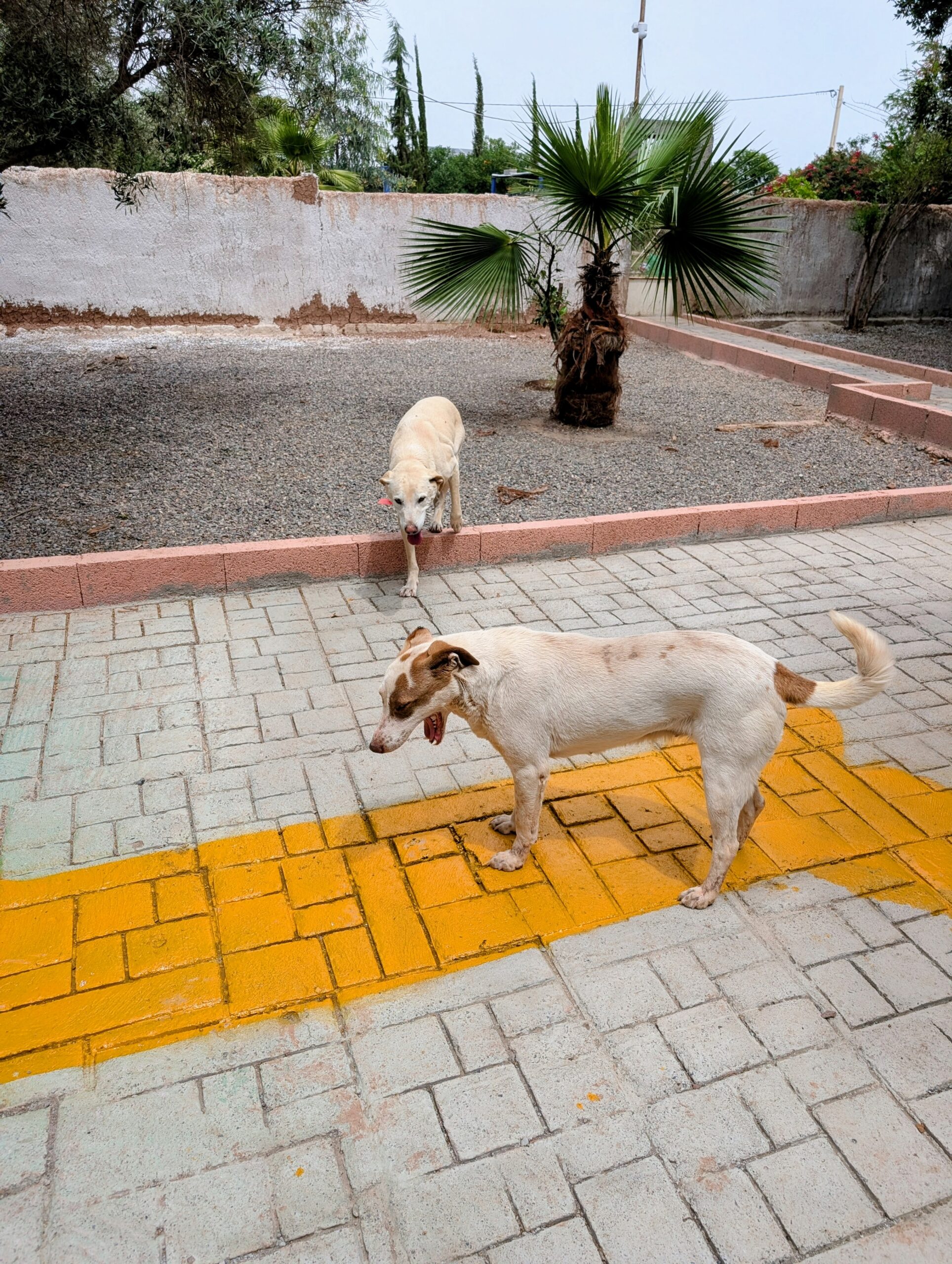 Chiens profitant des grands espaces extérieurs arborés et des zones d'ombre de la pension Dog Universe