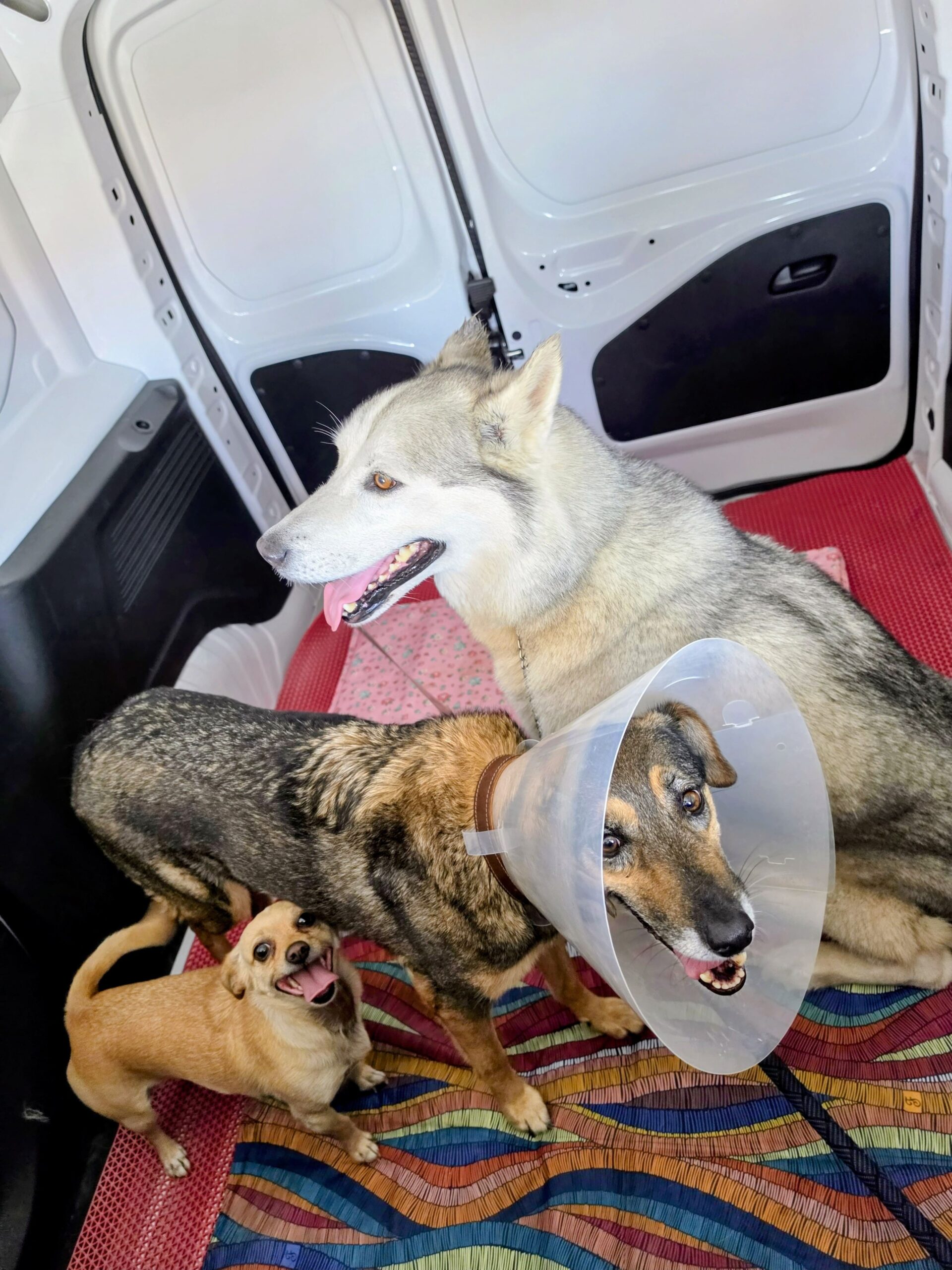 Pet Taxi