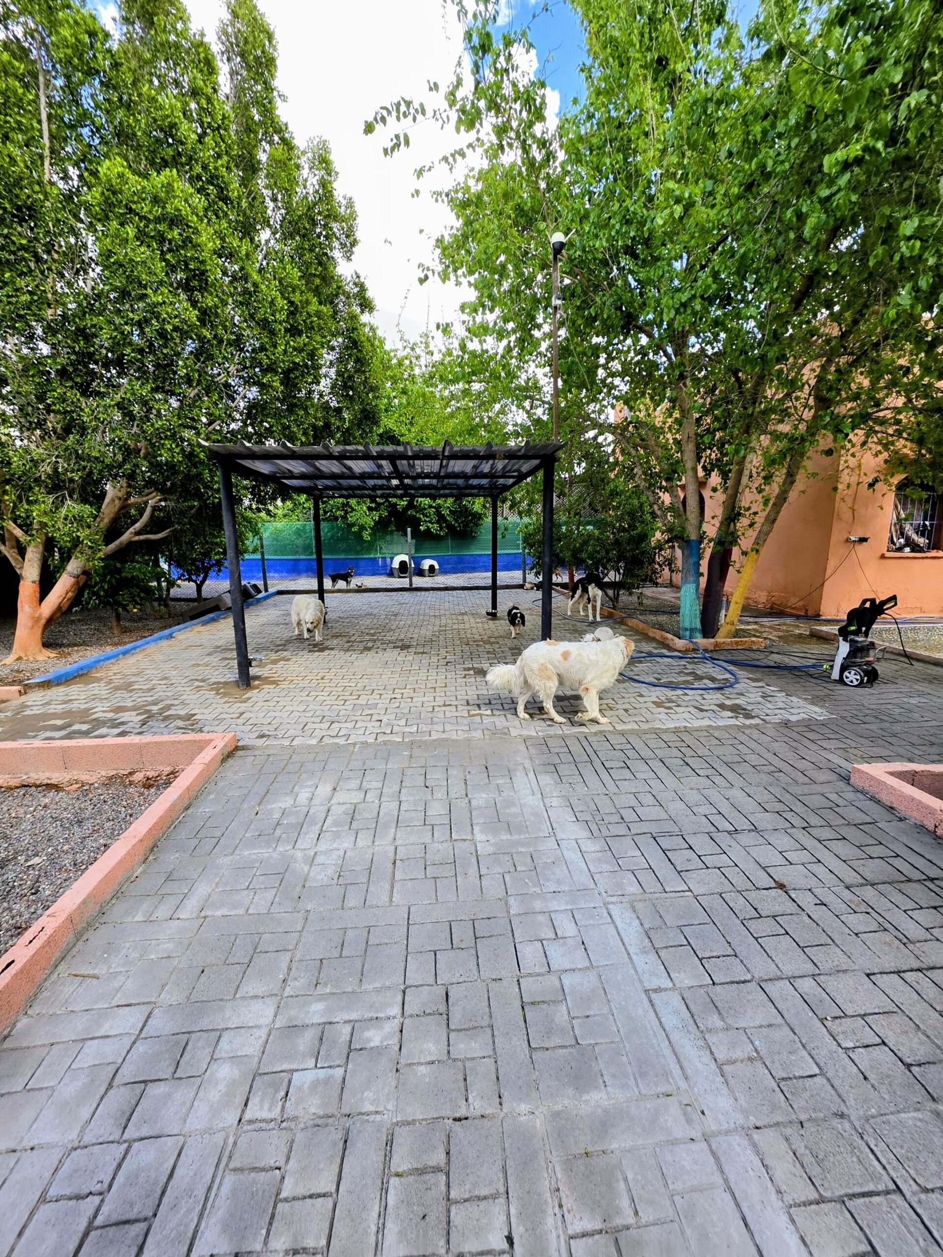 Pension Canine