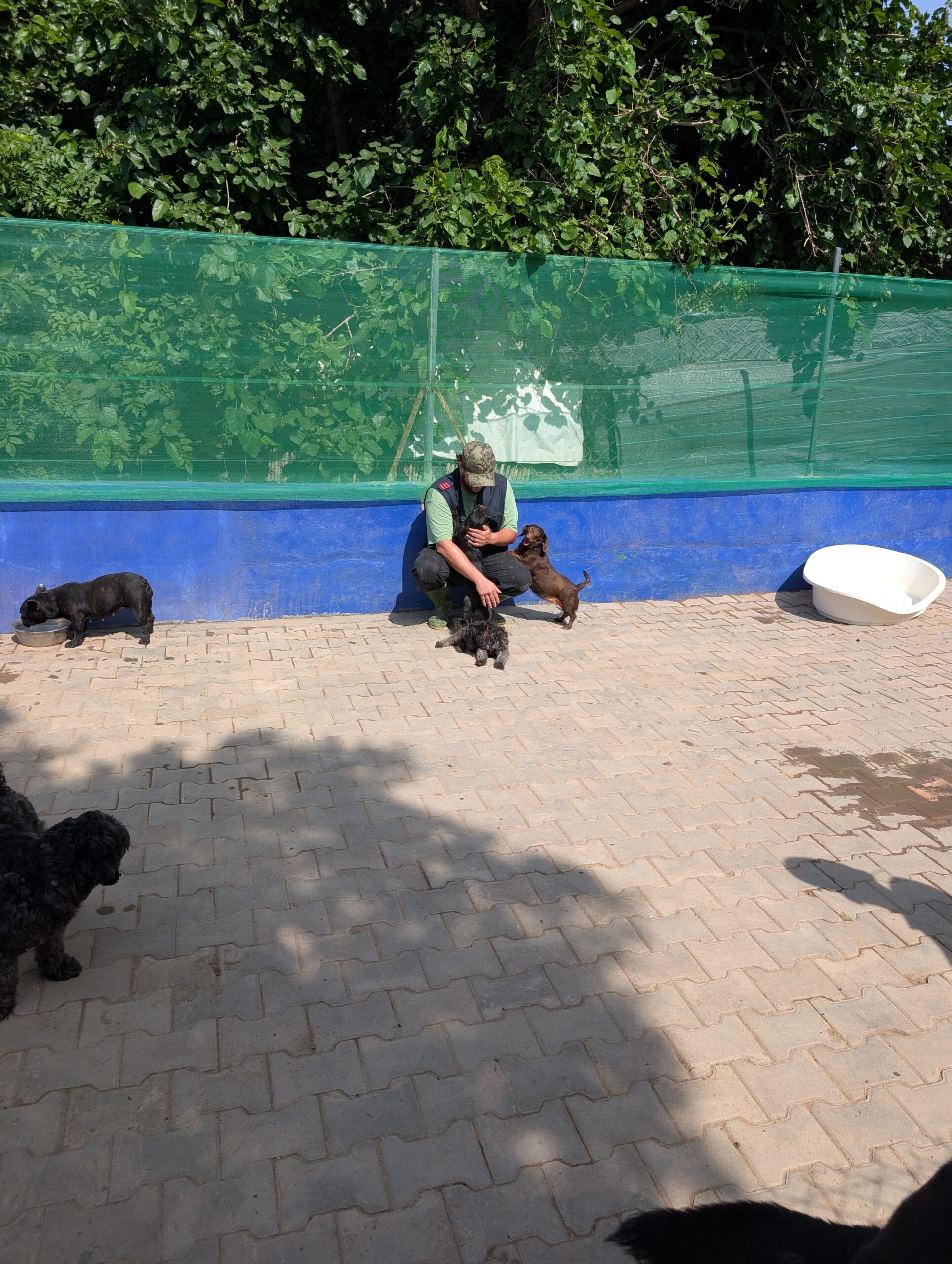 Le fondateur de Dog Universe entouré de chiens heureux, illustrant l'approche bienveillante et l'expertise de la pension