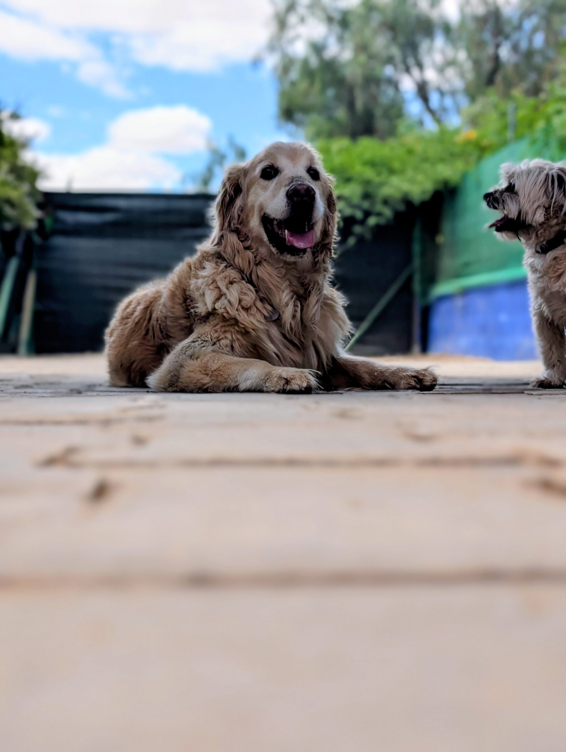 Magnifique Golden Retriever heureux profitant des espaces extérieurs de la pension canine Dog Universe Marrakech