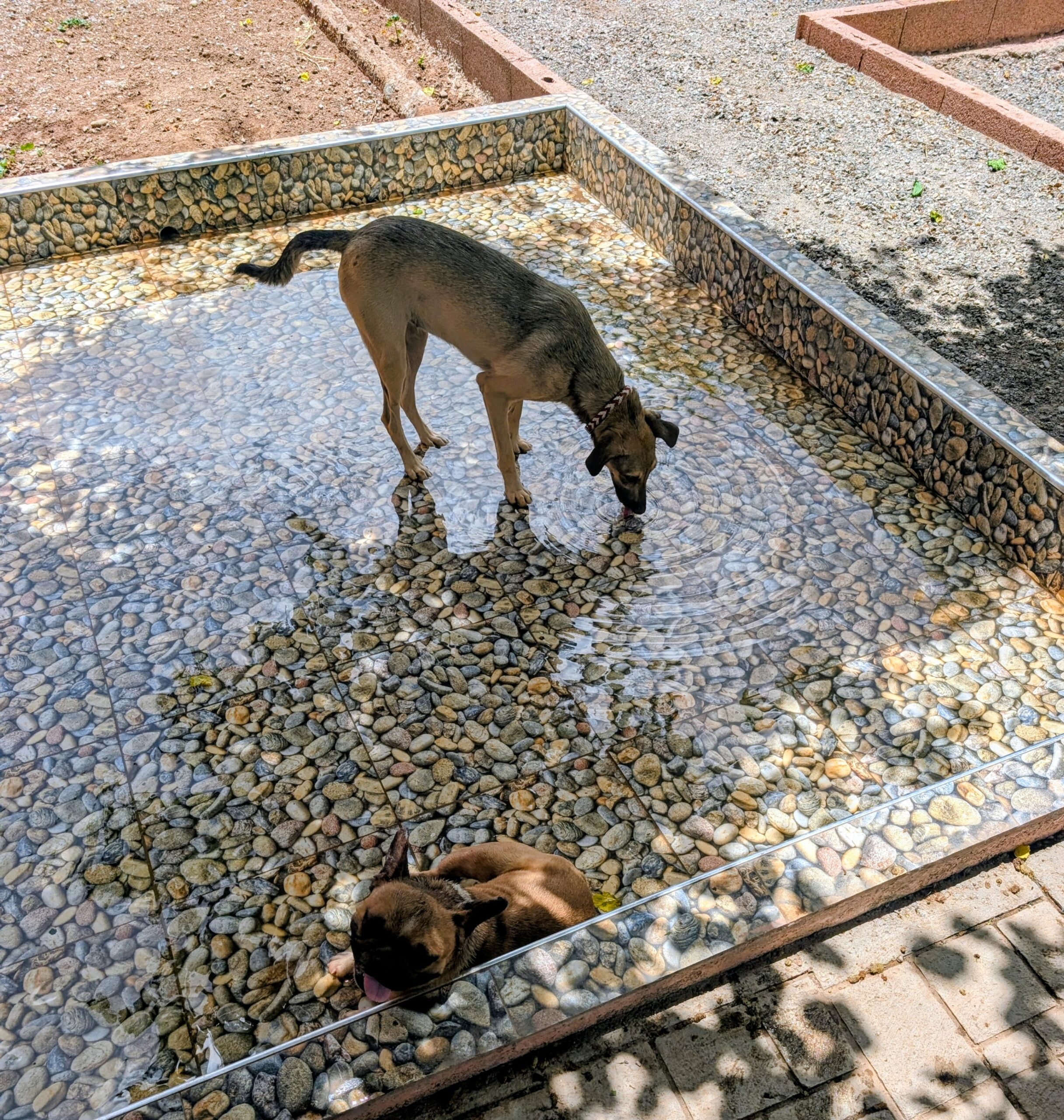 Bassin de rafraîchissement dédié aux chiens lors des fortes chaleurs à Marrakech