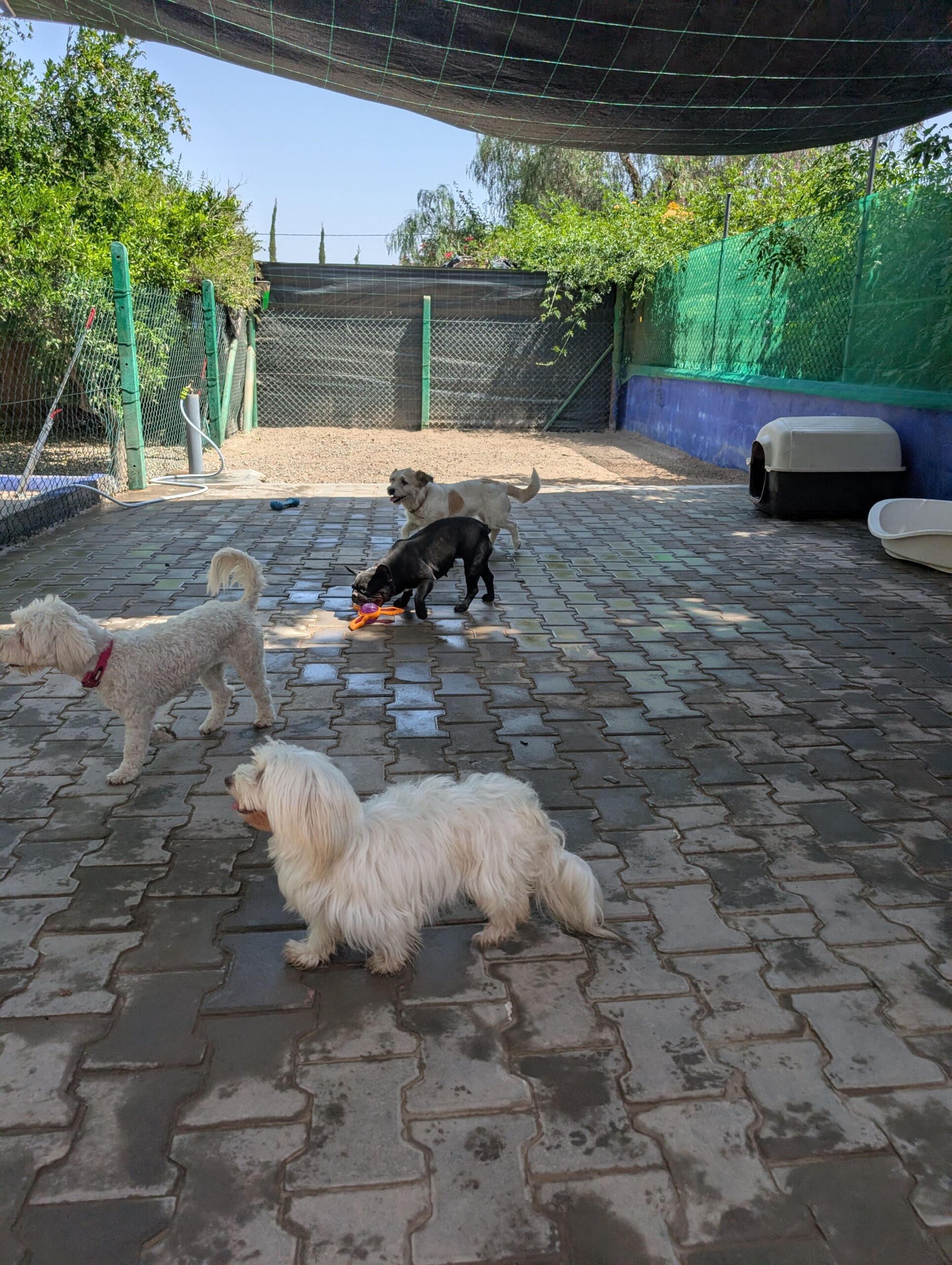 Garderie Canine à Marrakech - Dog Universe