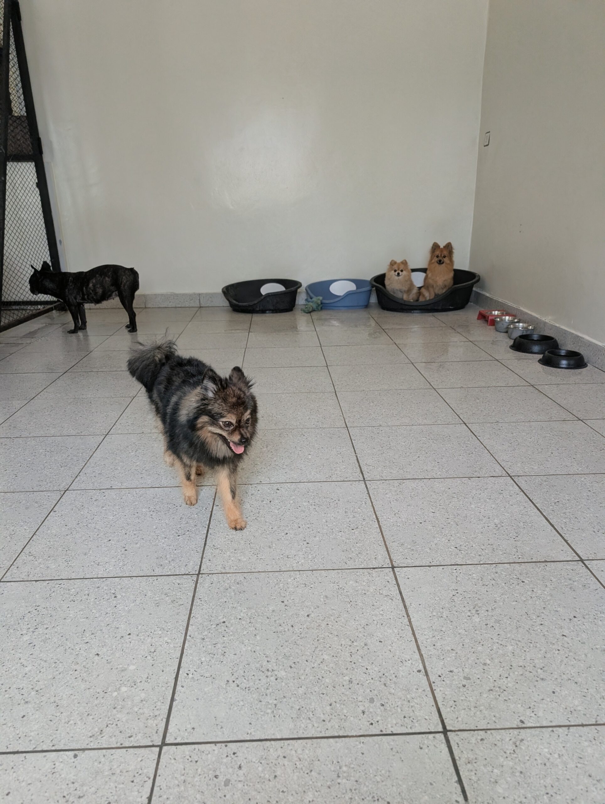 Espace intérieur climatisé réservé aux chiens de la formule Signature chez Dog Universe à Marrakech