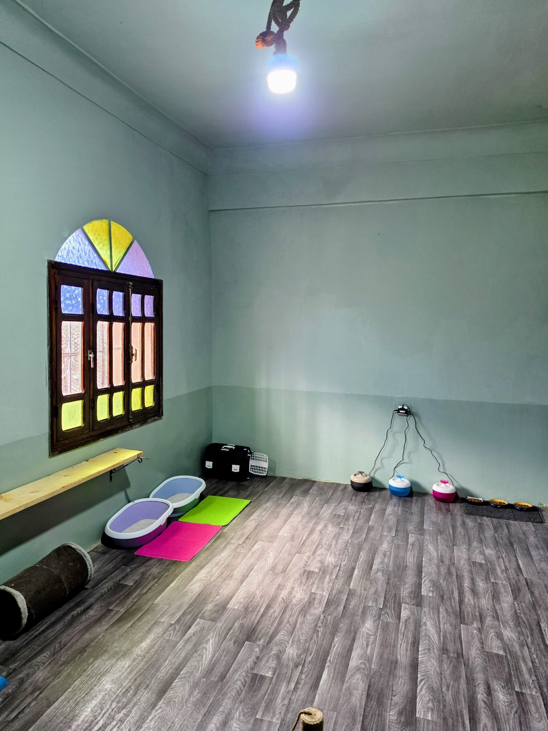 Espace intérieur de la pension pour chats