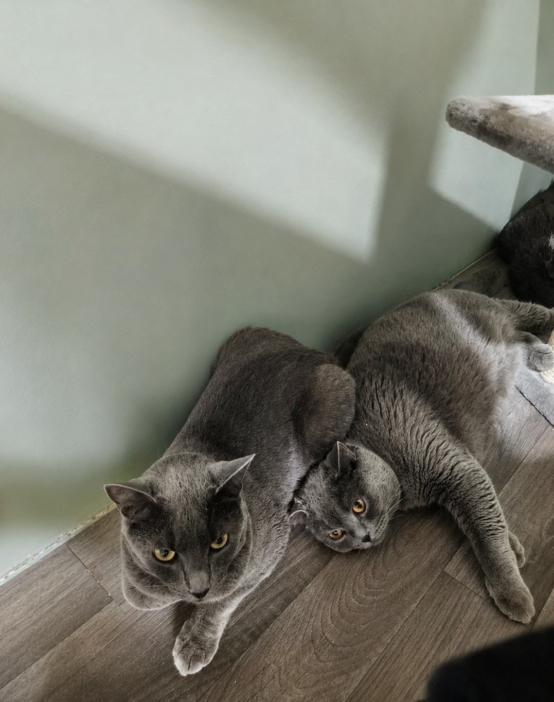Chat observant son environnement
