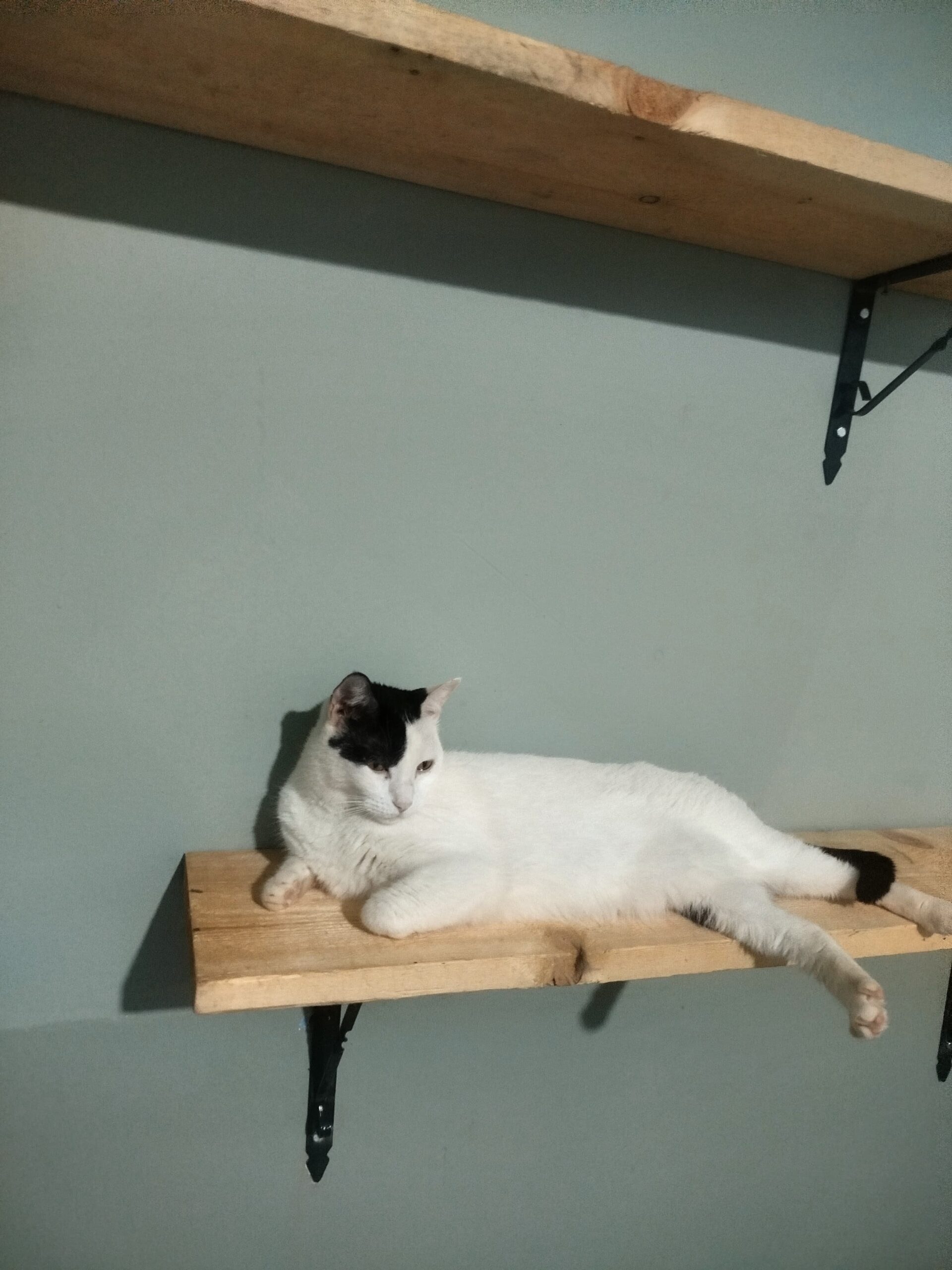 Zone de retrait pour chat