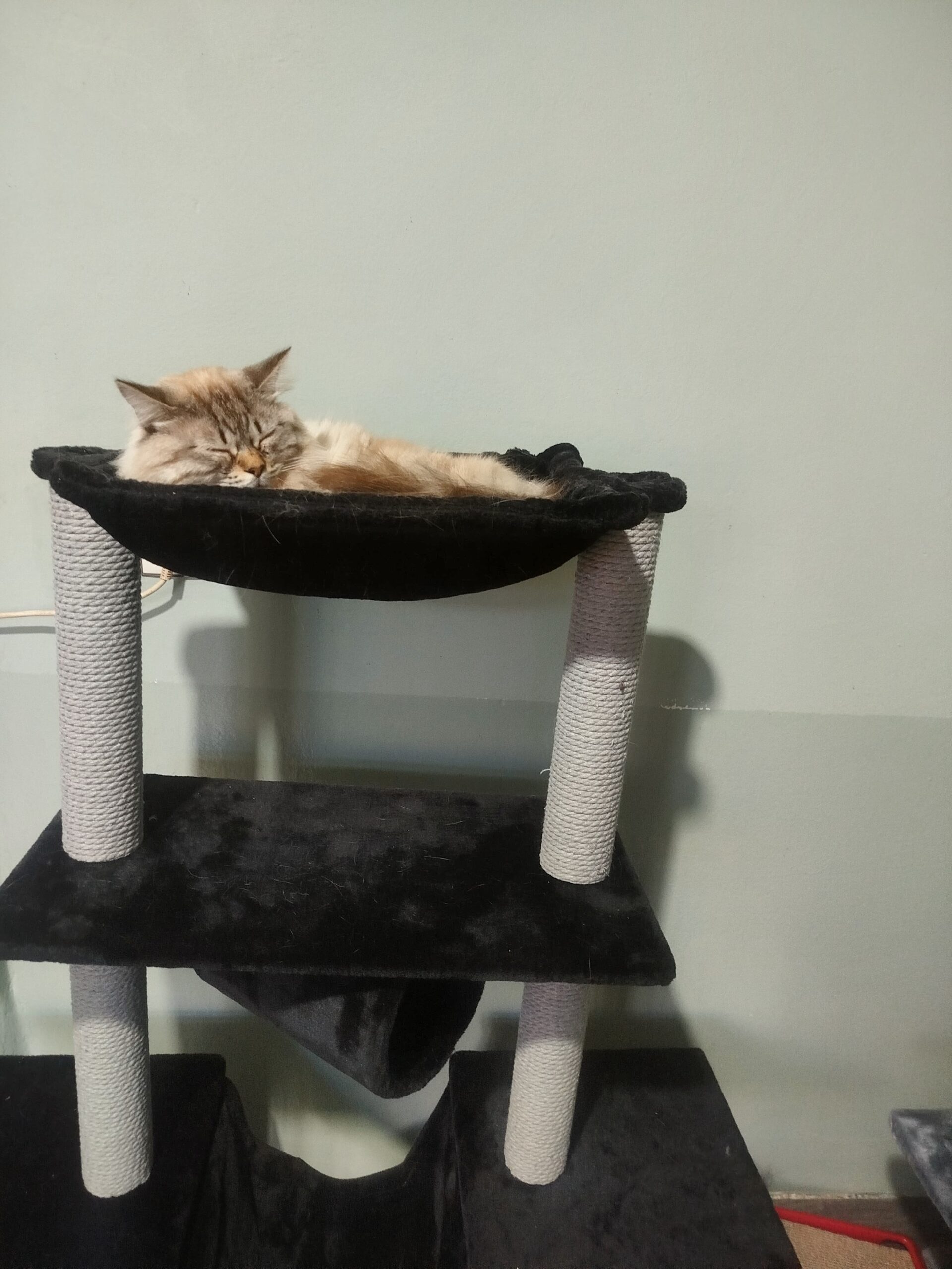 Accueil Premium pour les chats à Marrakech